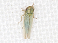 Rhopalopyx elongata